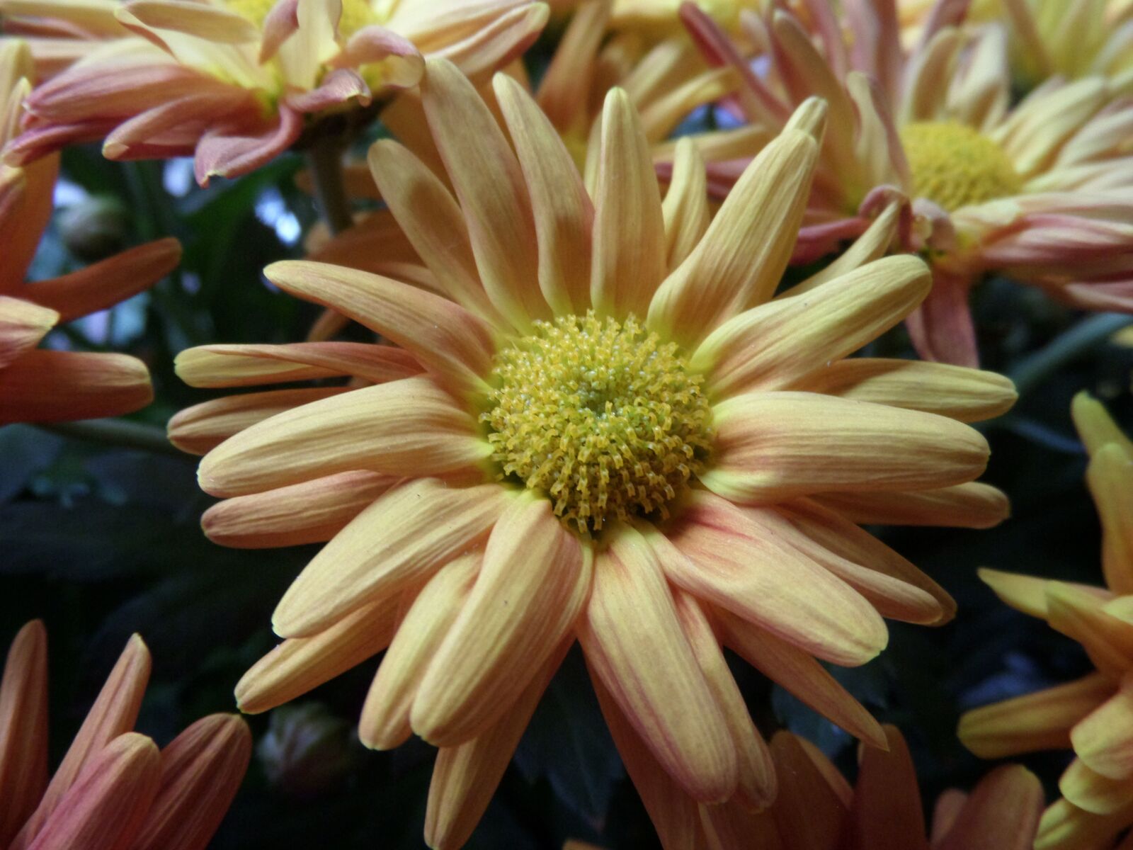 Samsung WB200F/WB201F/WB202F sample photo. Margarite, nature, flower photography