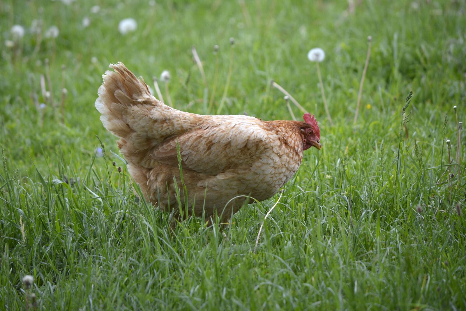 Nikon D5200 sample photo. Chicken, farm, stock photography
