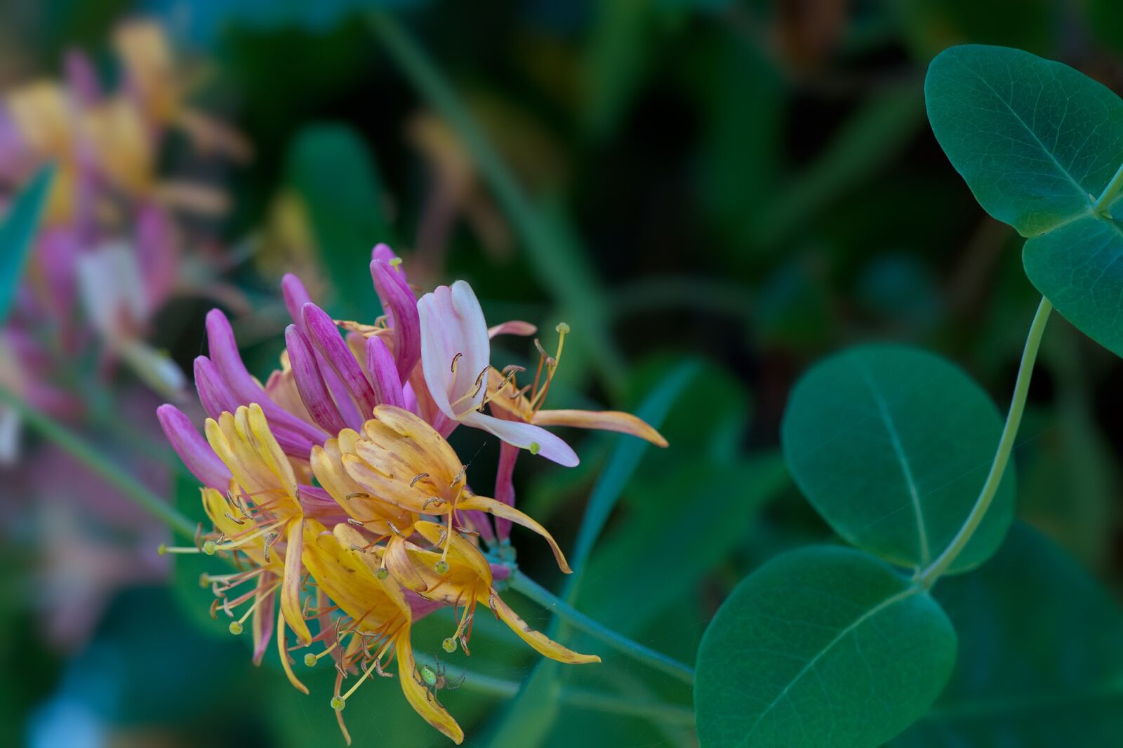 Nikon D7100 sample photo. Flower, blossom, bloom photography
