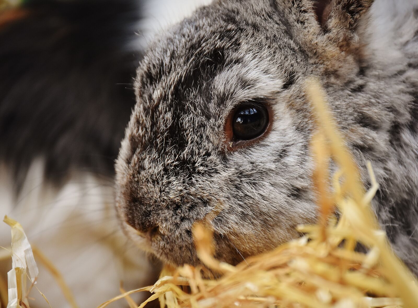 Nikon D7200 sample photo. Rabbit, bunny, hare photography