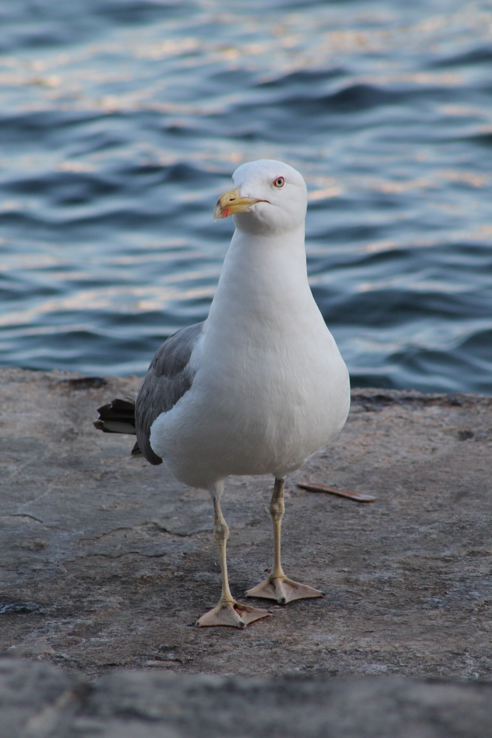 Canon EF75-300mm f/4-5.6 sample photo. Seagull, animal water bird photography