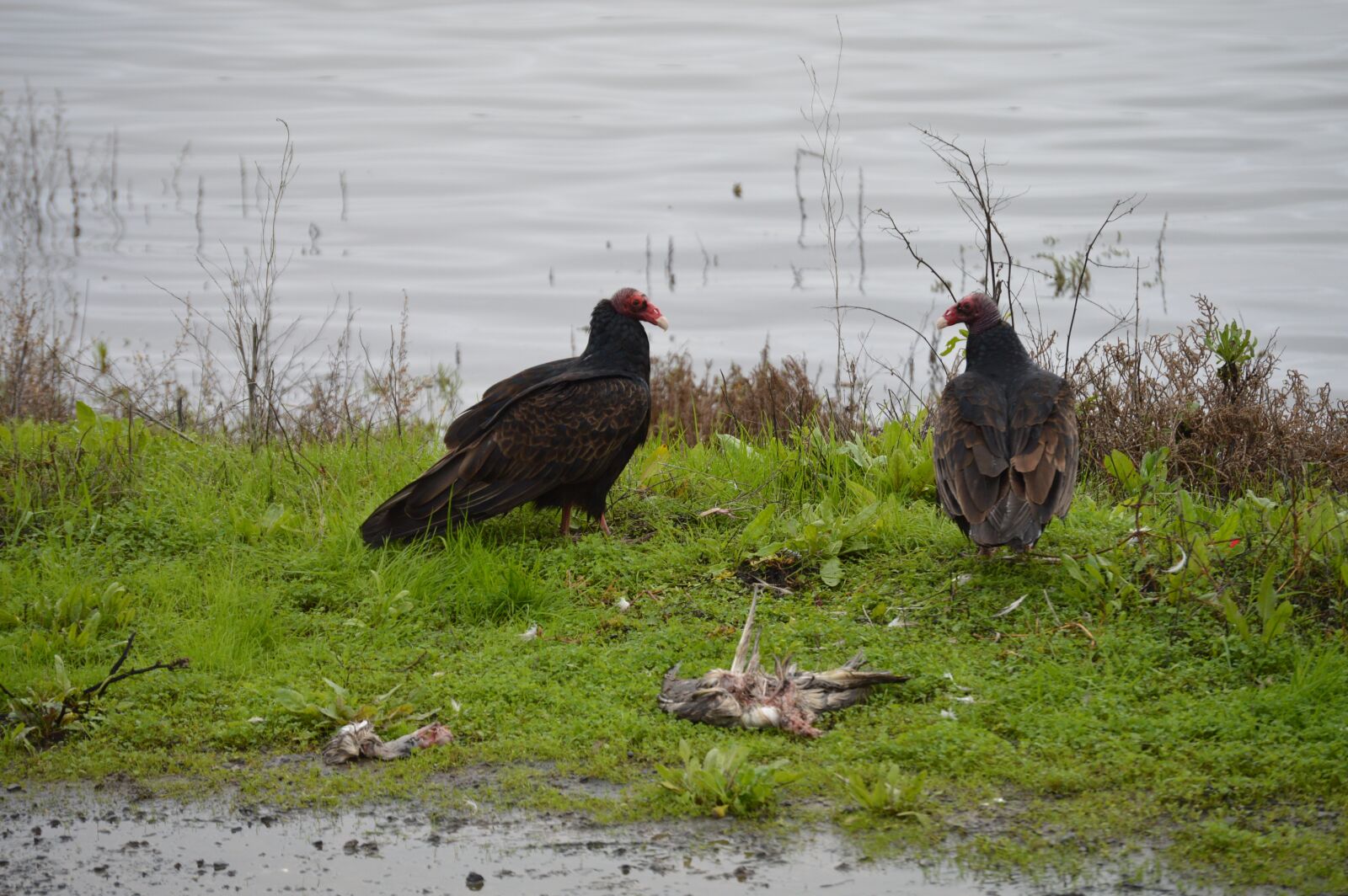 Nikon D3200 sample photo. Vultures, birds, carrion photography
