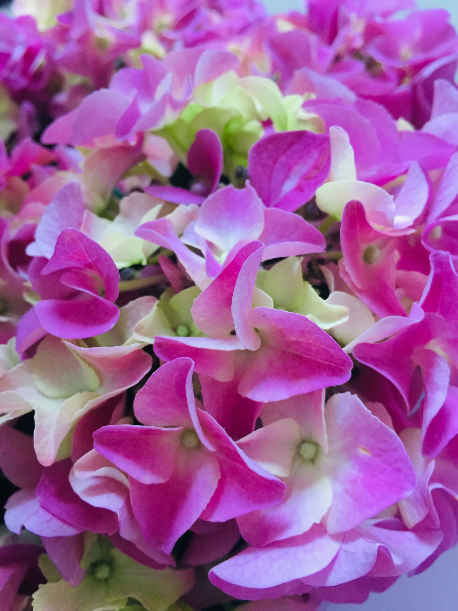 iPhone 6 back camera 4.15mm f/2.2 sample photo. Flora, pink, bouquet photography