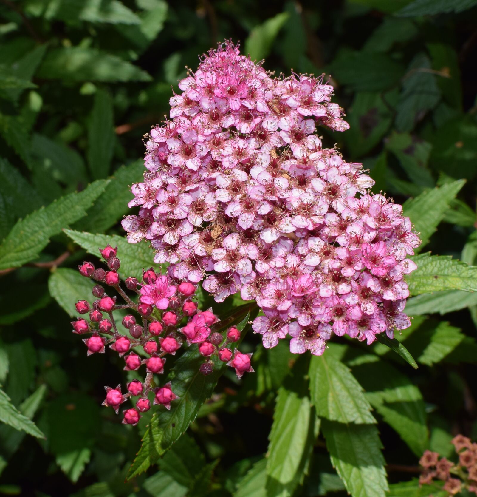 Nikon D3300 sample photo. Pink spirea, shrub, plant photography
