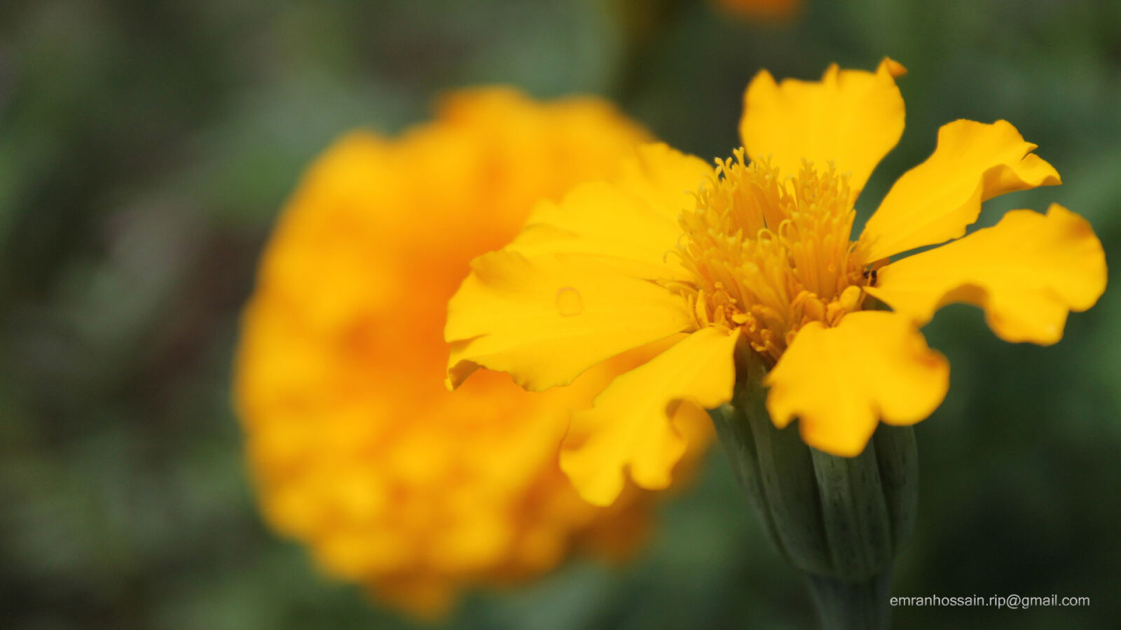 Canon EOS 1100D (EOS Rebel T3 / EOS Kiss X50) sample photo. Nature, nice, wallpaper photography
