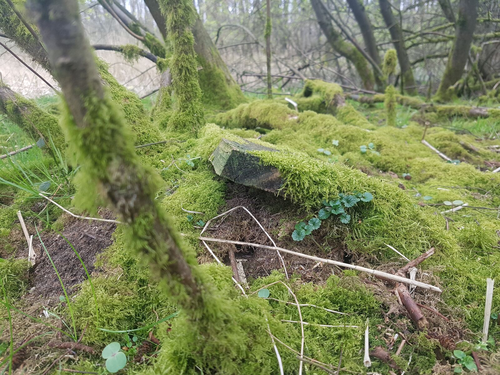 Samsung Galaxy S7 Edge sample photo. Forest, moss, abandoned photography