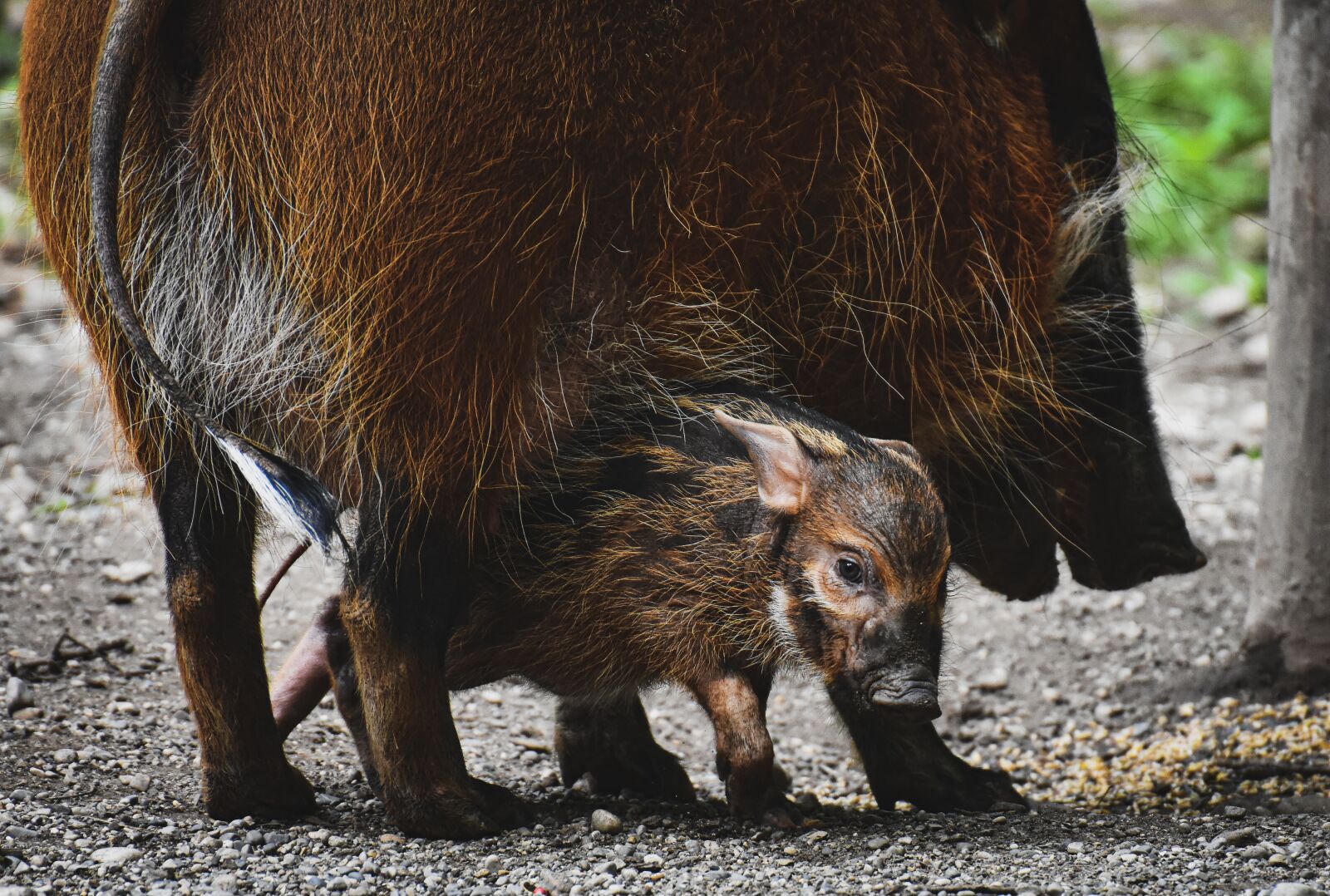 Nikon D7200 sample photo. Brush ear pig, potamochoerus photography