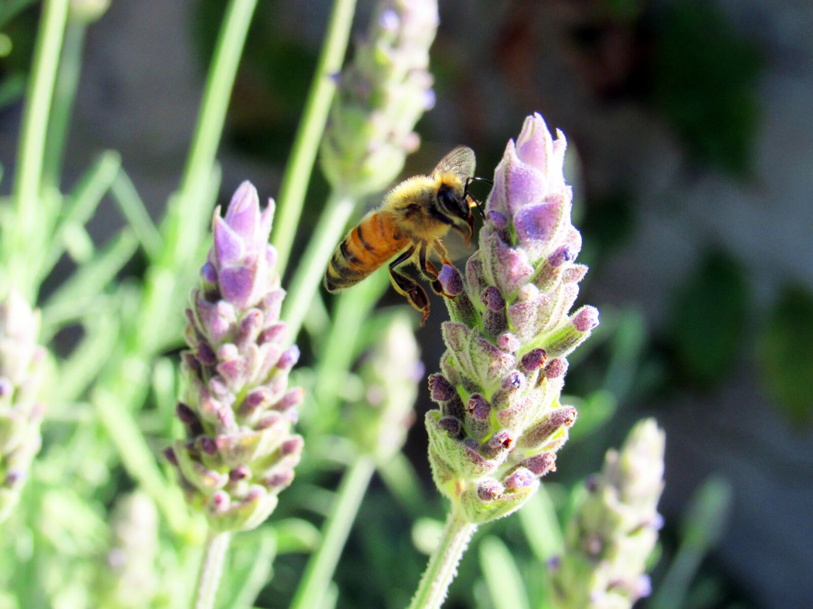 Canon PowerShot SX530 HS sample photo. Flower, nature, insect photography