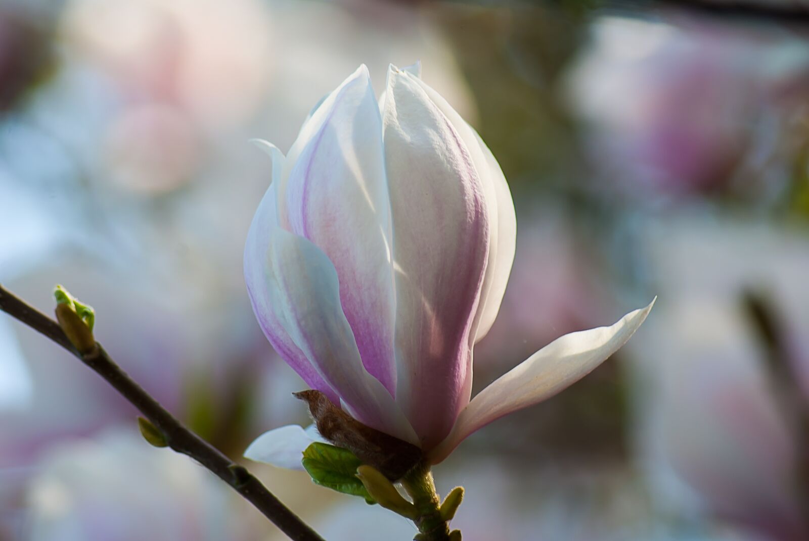Nikon D3000 sample photo. Magnolia, blossom plant, nature photography