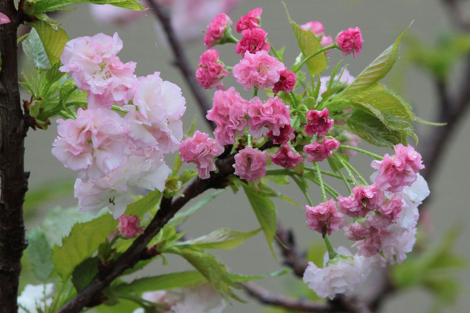 Canon EOS 500D (EOS Rebel T1i / EOS Kiss X3) sample photo. Flower, cherry blossoms, chrysanthemum photography