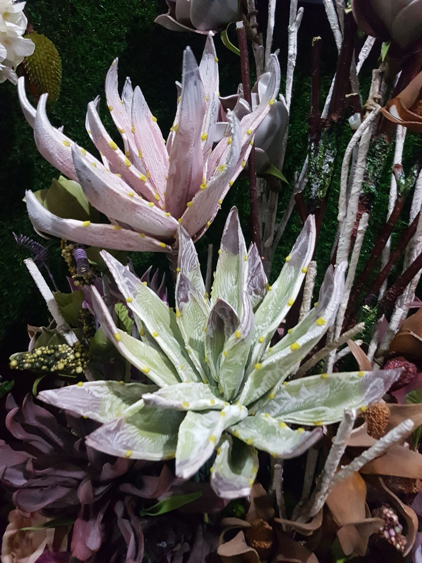 Samsung Galaxy S7 Edge sample photo. Aloe vera, plants, green photography