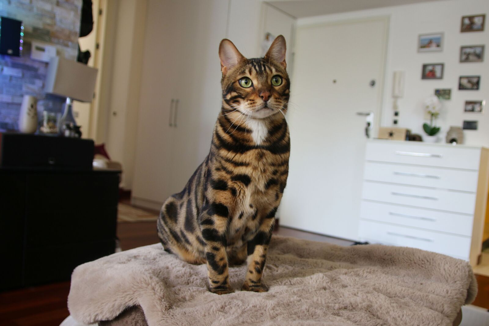 Canon EOS 70D sample photo. Wild cat, bengal cat photography
