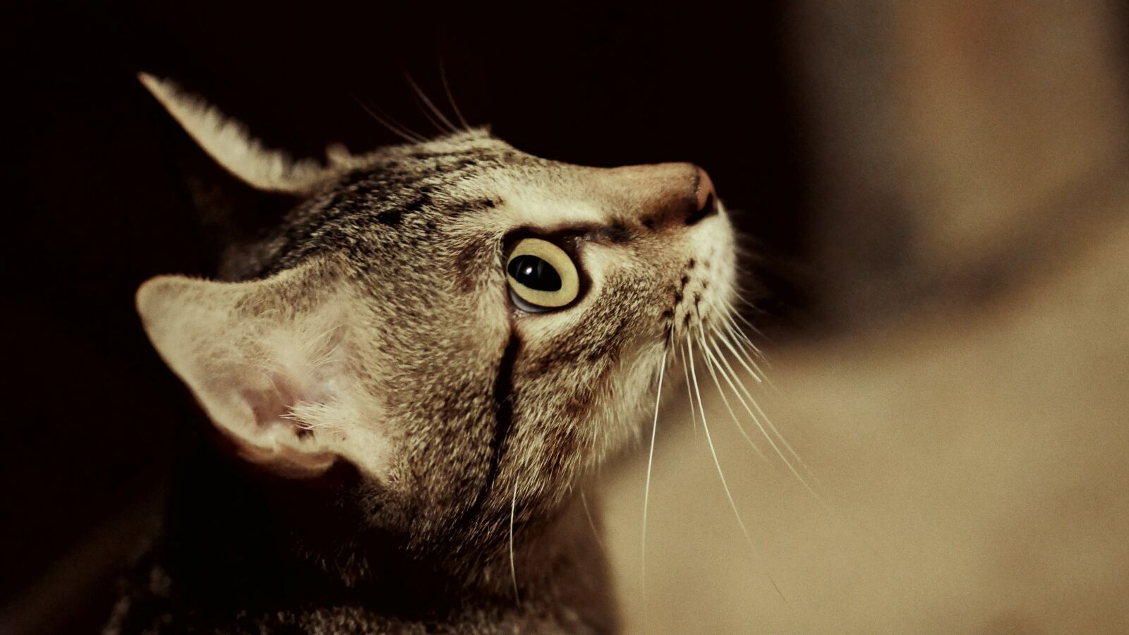 Panasonic Lumix DMC-GH4 sample photo. Cat, pussy, cat profile photography