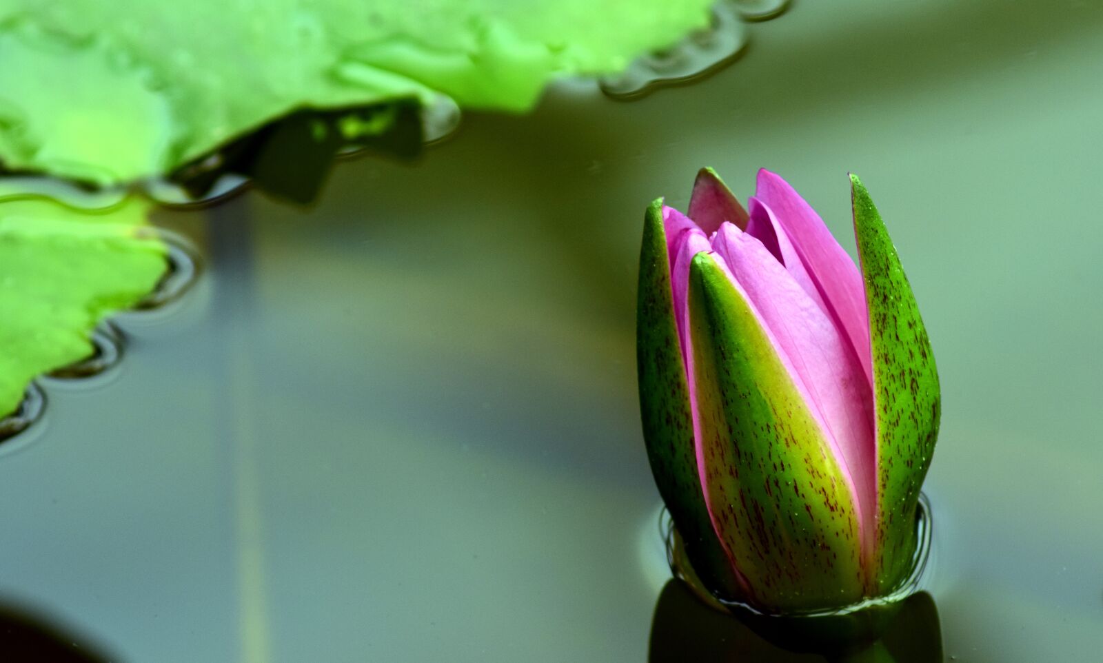 Nikon D3300 sample photo. Water lily, nuphar lutea photography
