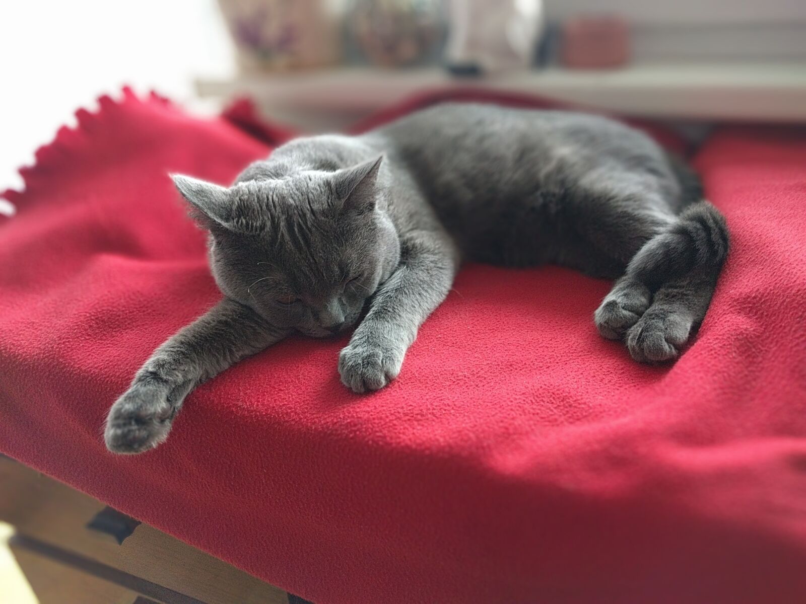LG Nexus 5X sample photo. British blue cat, british photography