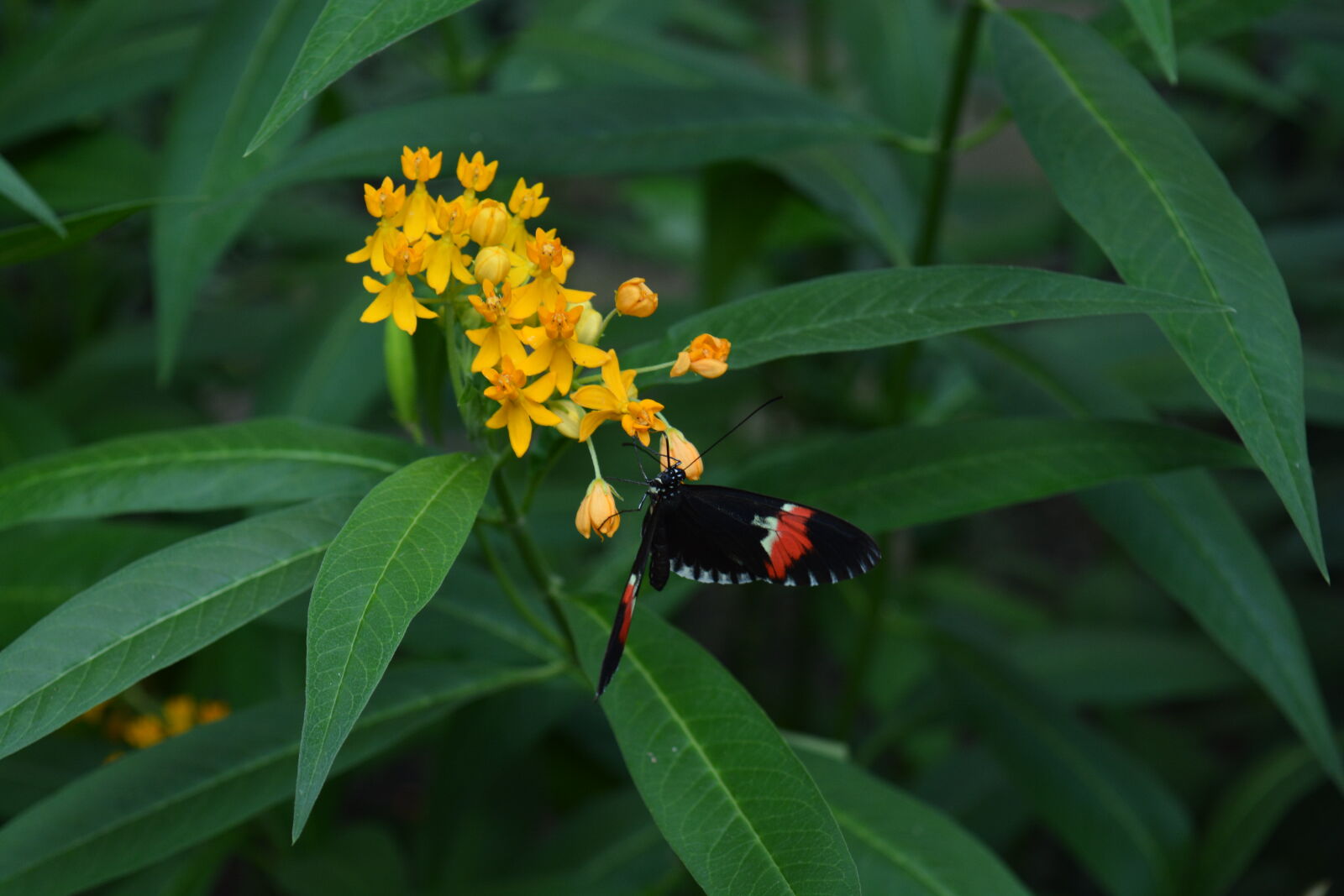 Nikon D5200 sample photo. Butterfly, flowers photography