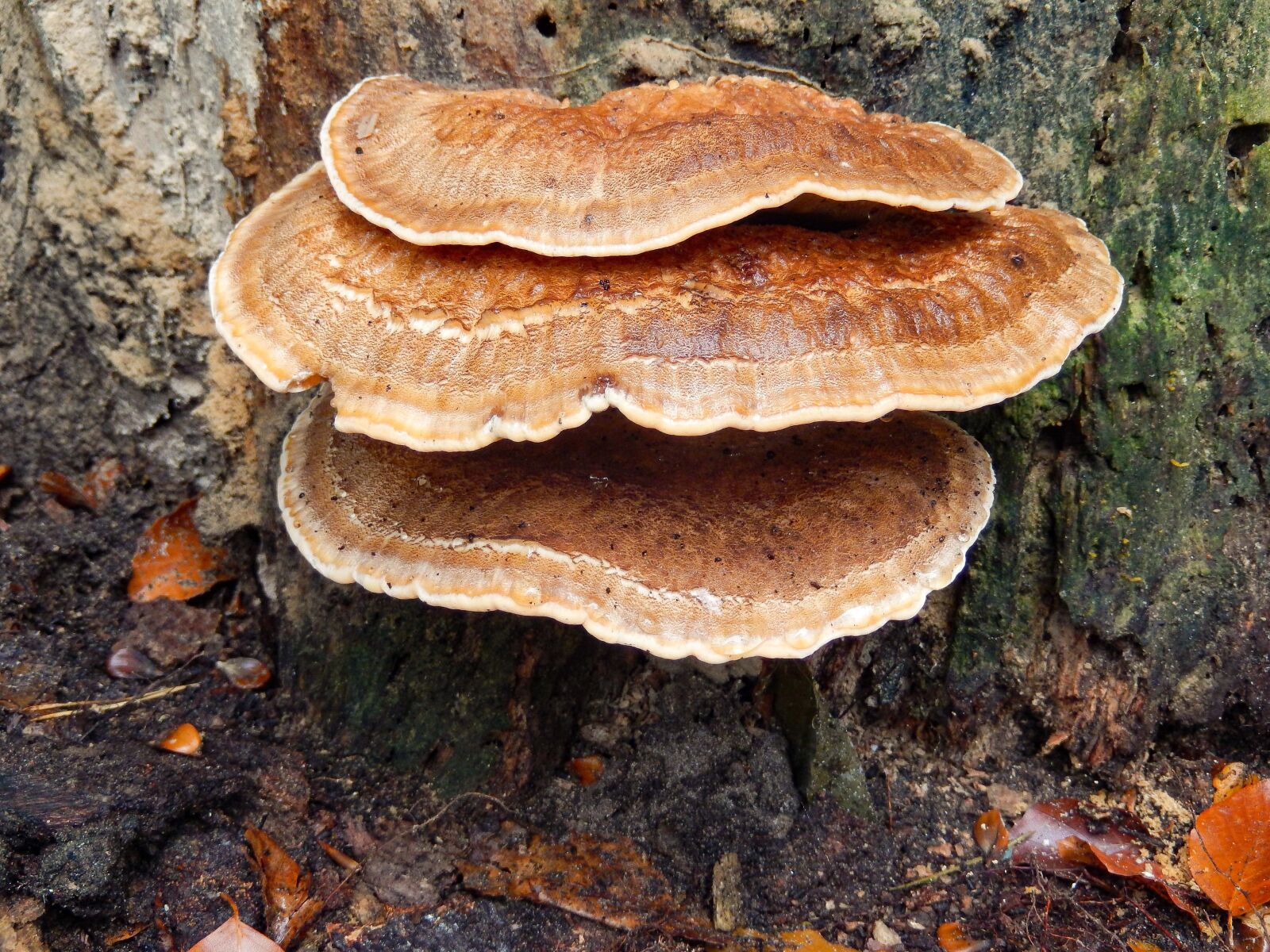 Nikon Coolpix S9500 sample photo. Autumn, tree fungus, xylabiont photography