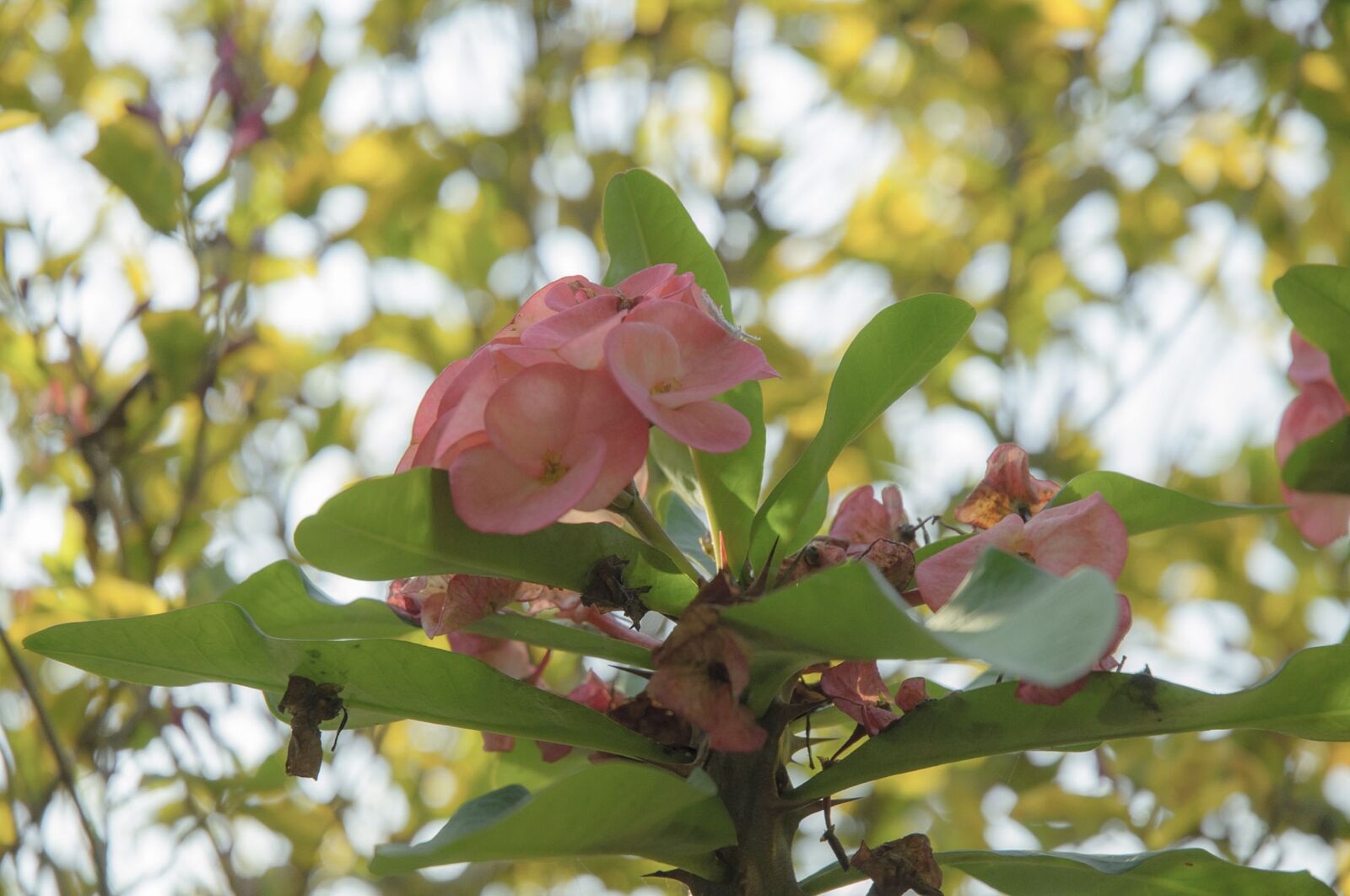 Nikon D90 sample photo. Flower, tree, nature photography