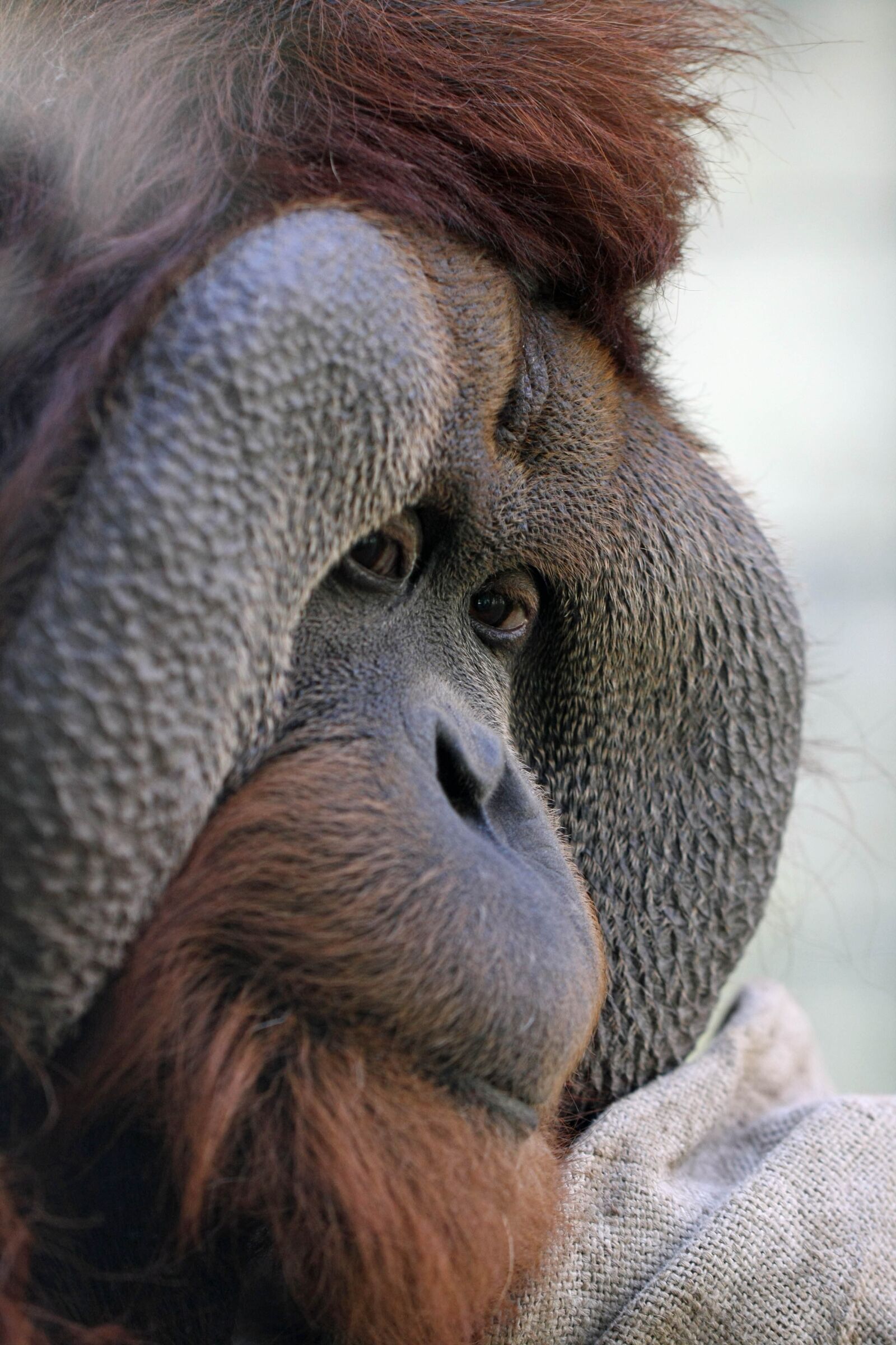Canon EOS 40D sample photo. Orang utan, ape, zoo photography