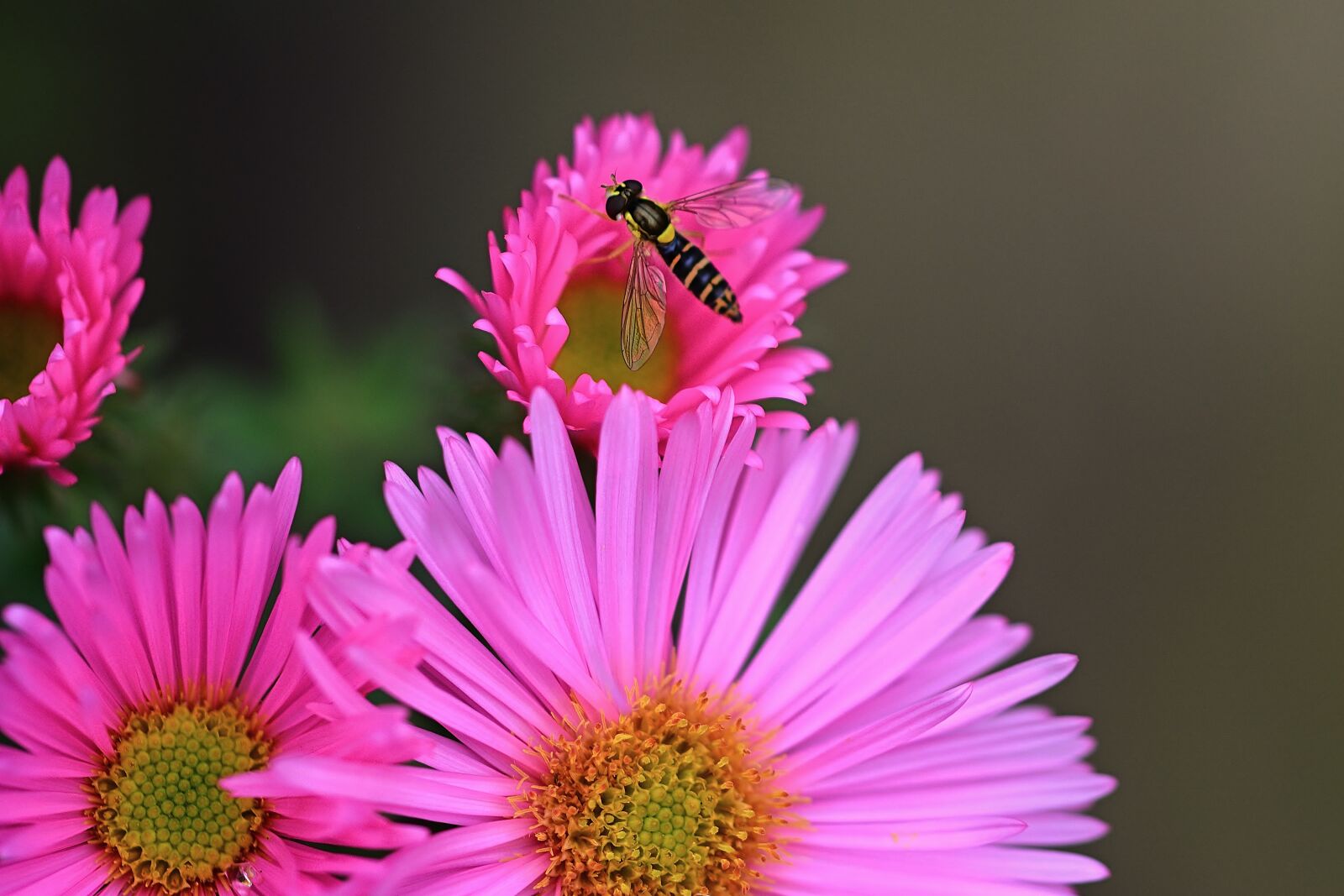Nikon D5200 sample photo. Nature, herbstaster, hoverfly photography