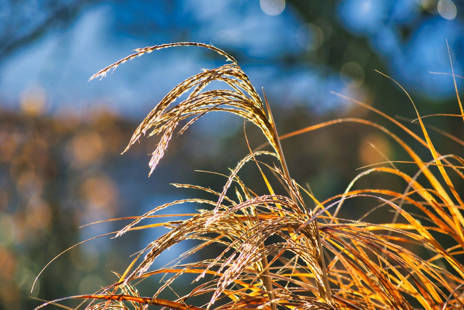 Sony Alpha DSLR-A200 sample photo. Grass, winter, nature photography