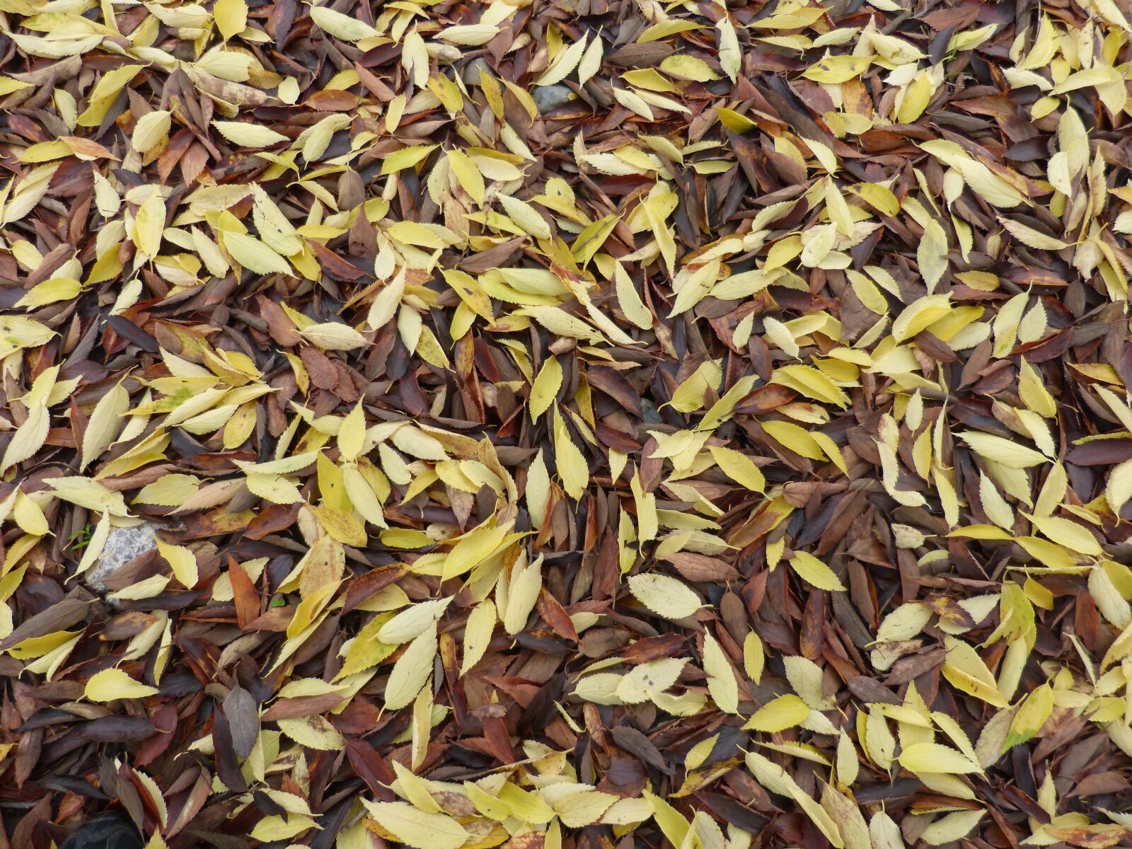 Panasonic DMC-FZ62 sample photo. Leaves, dead leaves, falling photography
