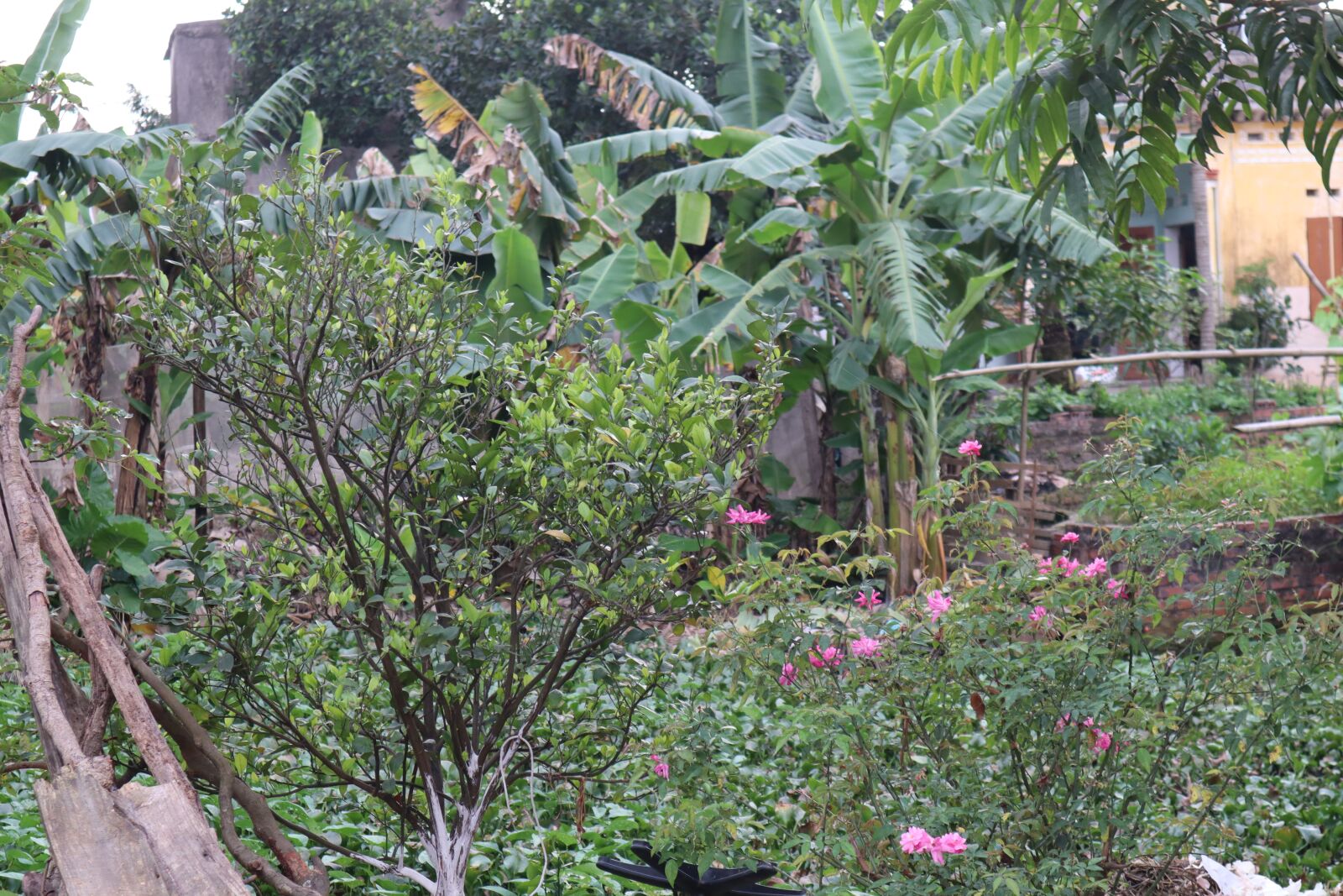 Canon EOS M50 (EOS Kiss M) sample photo. The garden, tree, green photography