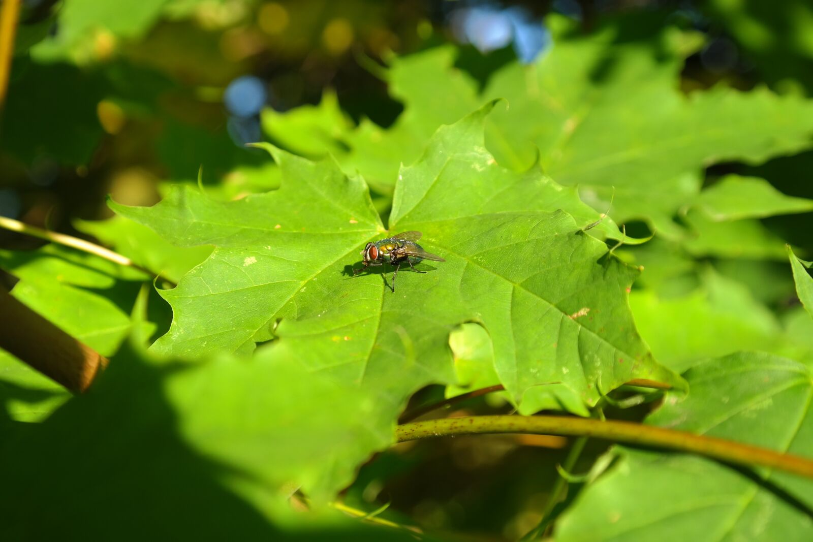 Samsung NX300 sample photo. Goldfliege, fly, insect photography