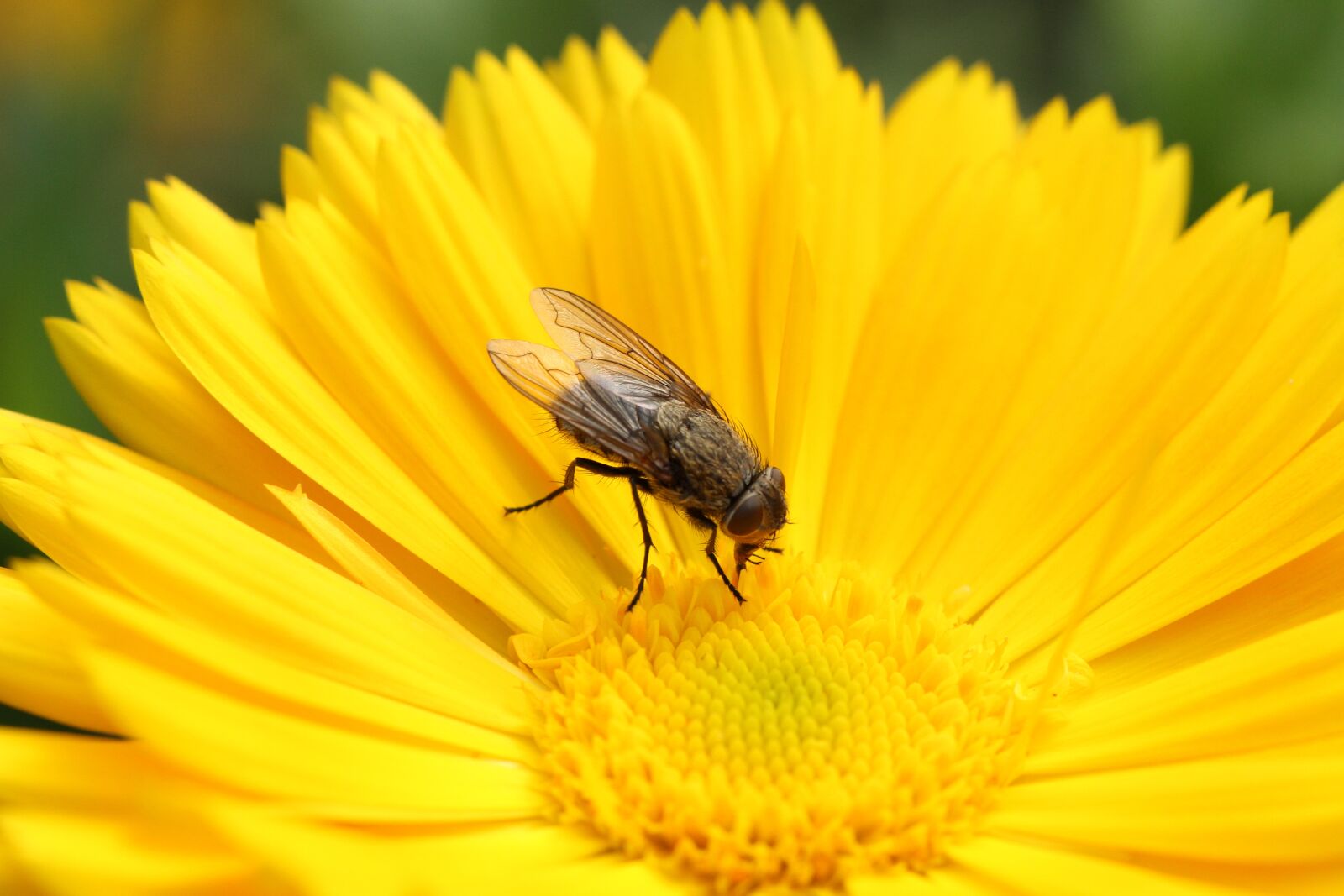Canon EOS 7D sample photo. Fly, flower, nature photography