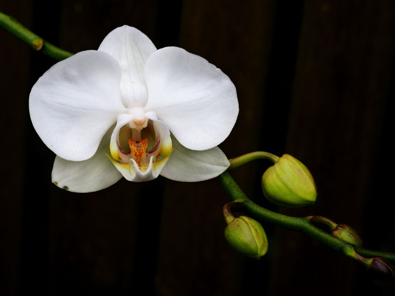 Olympus OM-D E-M10 II sample photo. Flower, flora, nature photography