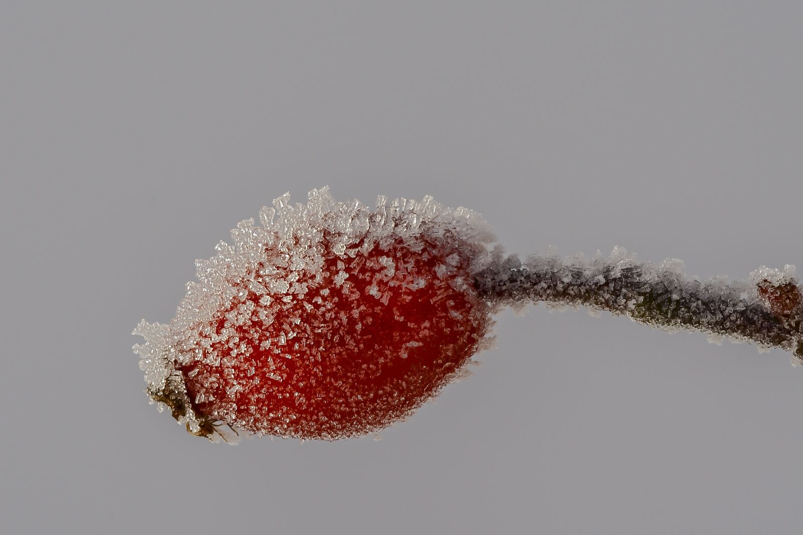 Canon EOS 400D (EOS Digital Rebel XTi / EOS Kiss Digital X) sample photo. Ice crystal, rose hip photography
