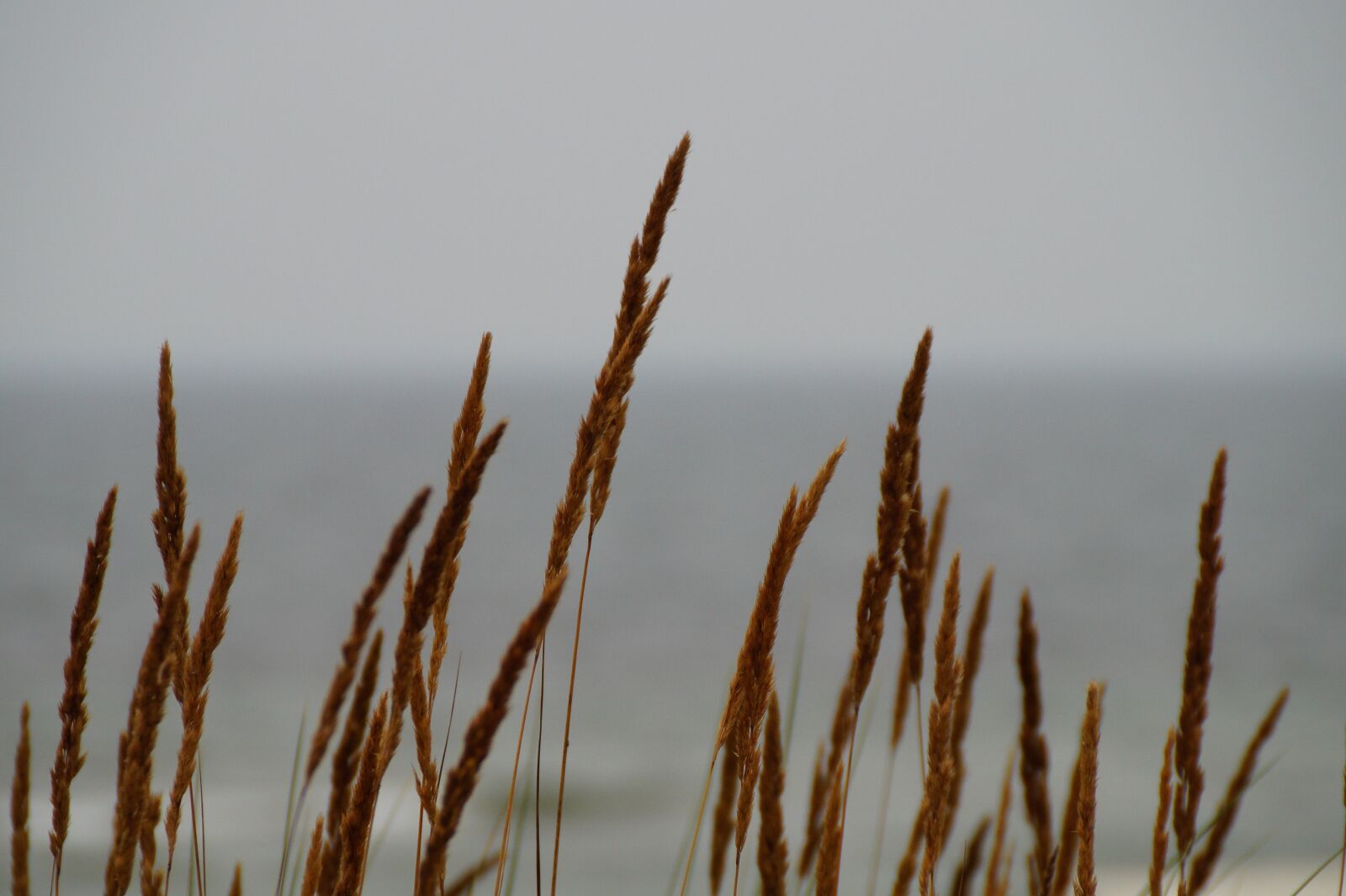 Sony SLT-A58 + Sony DT 18-200mm F3.5-6.3 sample photo. Grasses, wind, nature photography