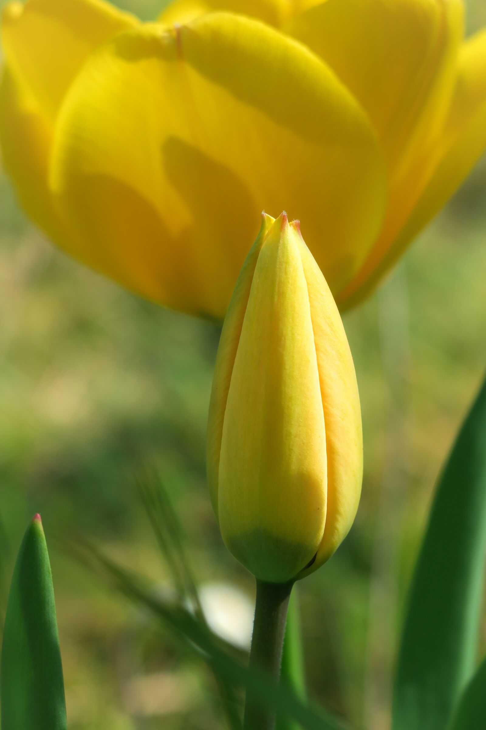 Canon PowerShot G3 X sample photo. Tulip, bud, stamp photography