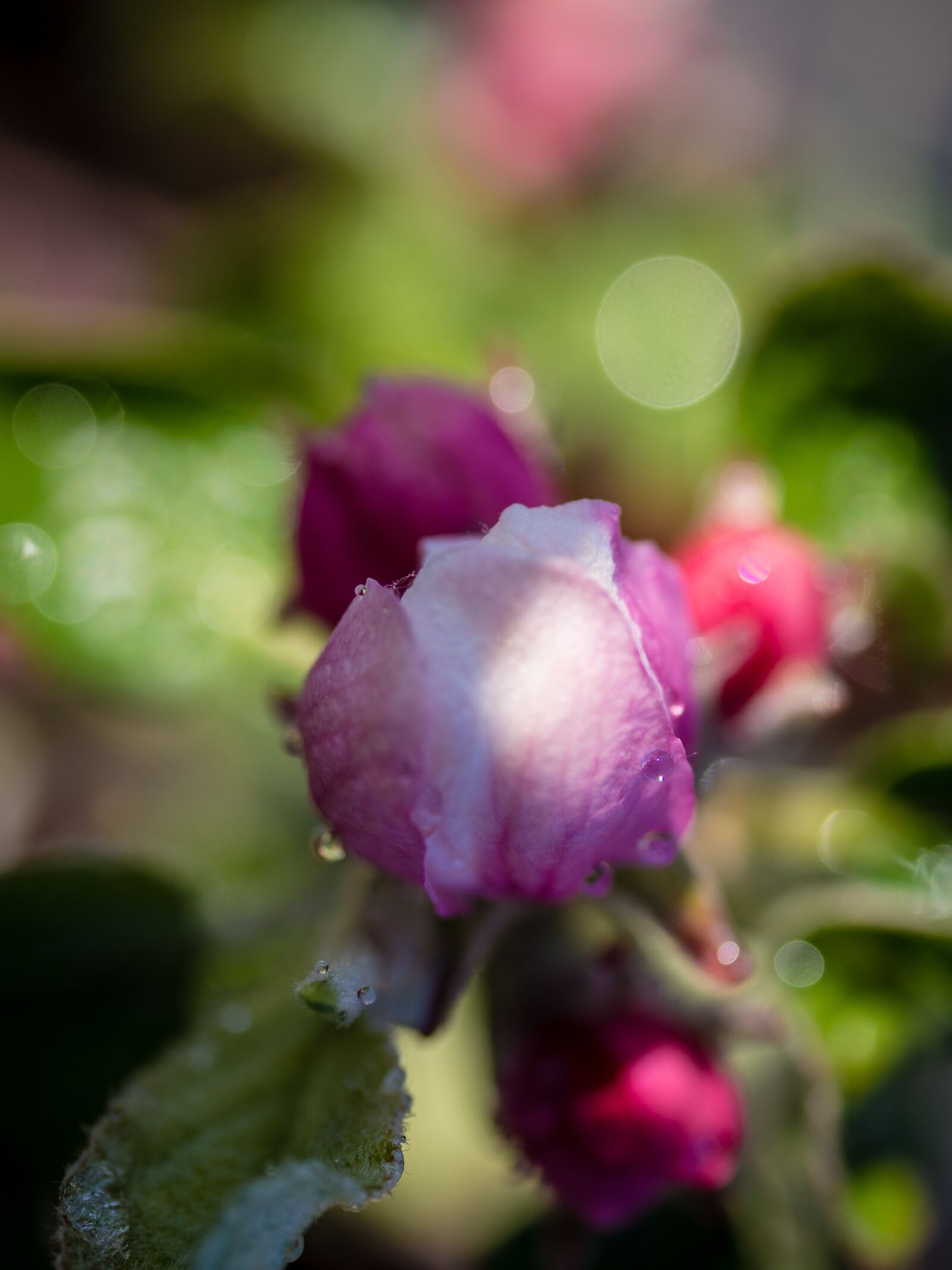 Olympus PEN E-PL9 sample photo. Apple flower bud, flower photography