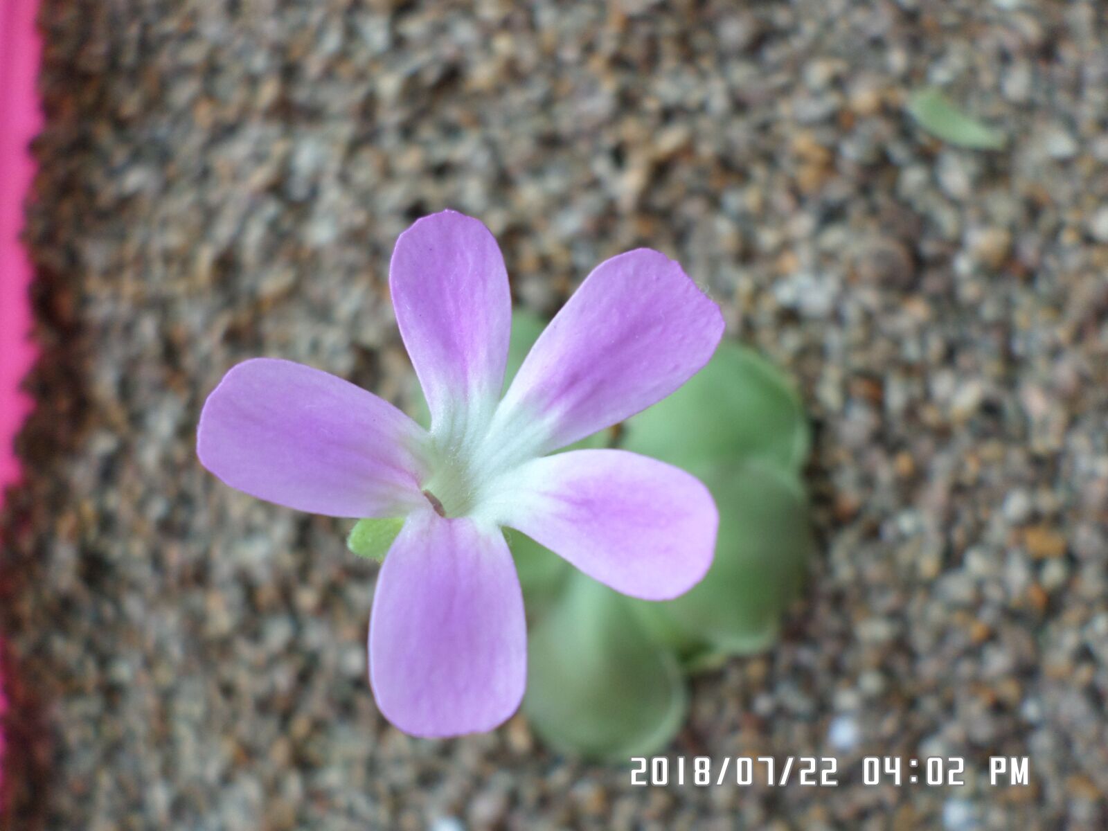 Samsung DV150F/DV151F/DV155F sample photo. Behold, flowers, debugging now photography