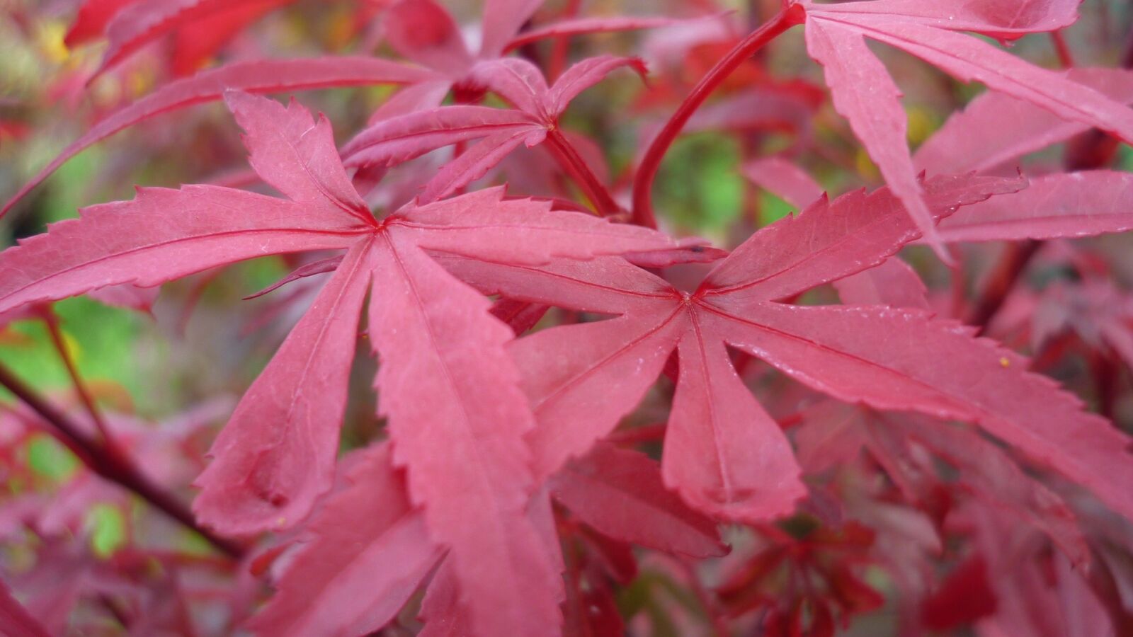 Panasonic Lumix DMC-FS6 sample photo. Japanese maple, fall color photography