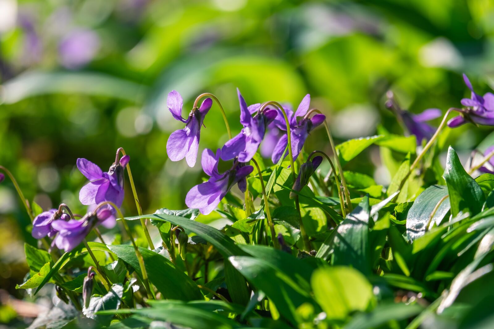 Fujifilm X-T10 sample photo. Wald violet, violet, flower photography