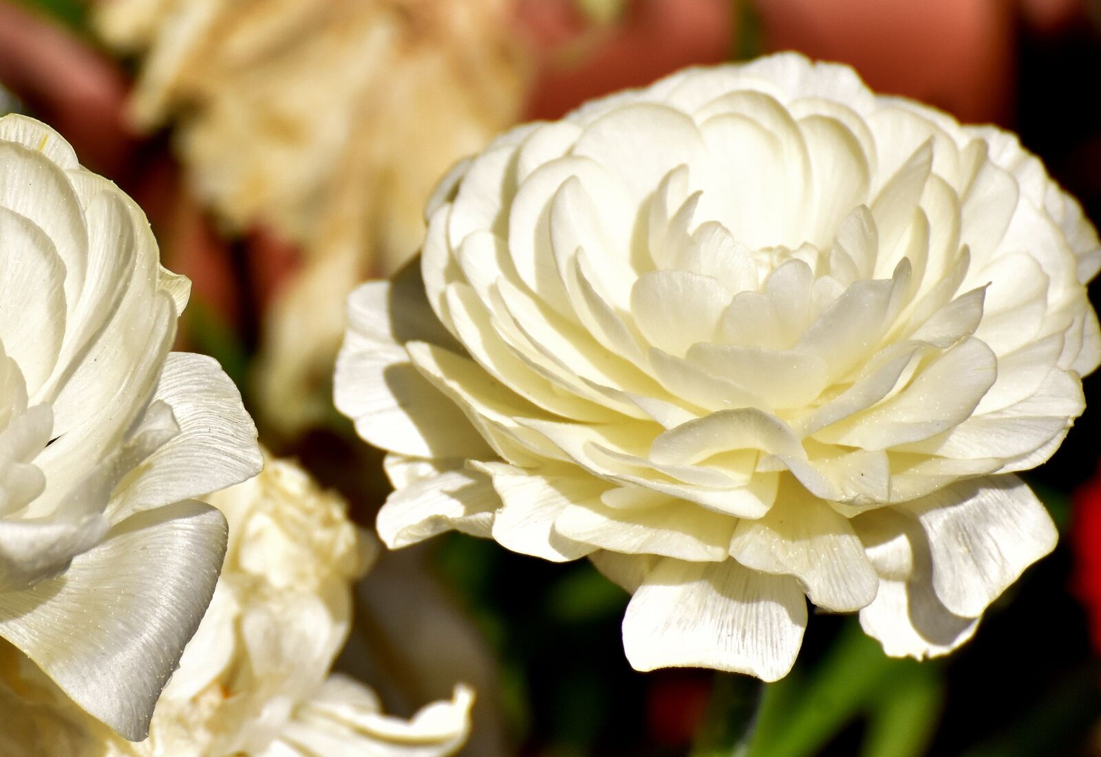 Nikon D7200 sample photo. Ranunculus, ranunculus flower, blossom photography