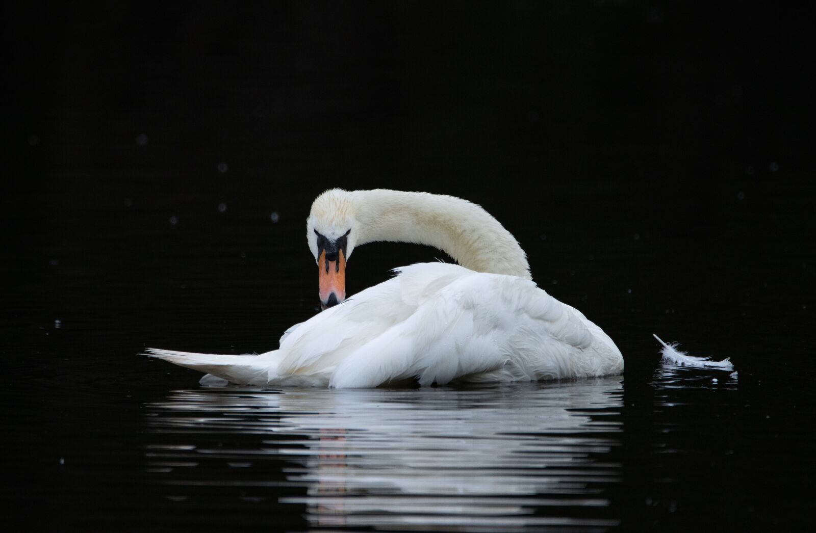 150-600mm F5-6.3 DG OS HSM | Contemporary 015 sample photo. Swan, lake, feather photography