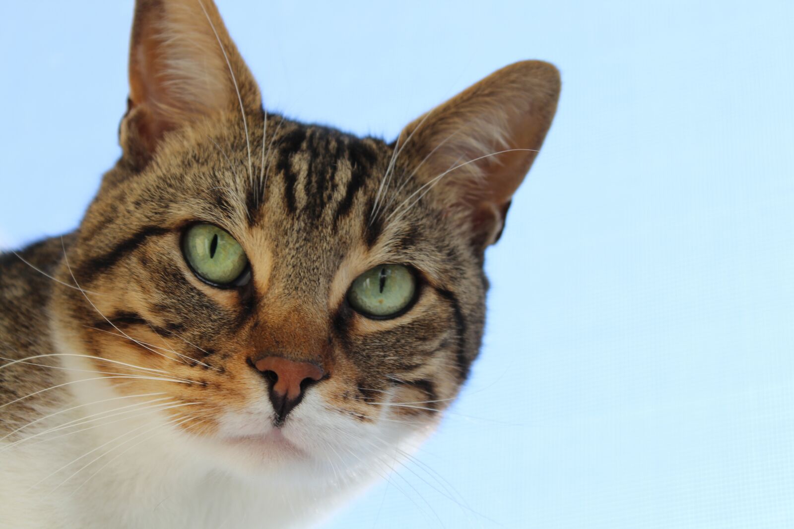 Canon EOS 1300D (EOS Rebel T6 / EOS Kiss X80) sample photo. Cat, pat, eyes photography