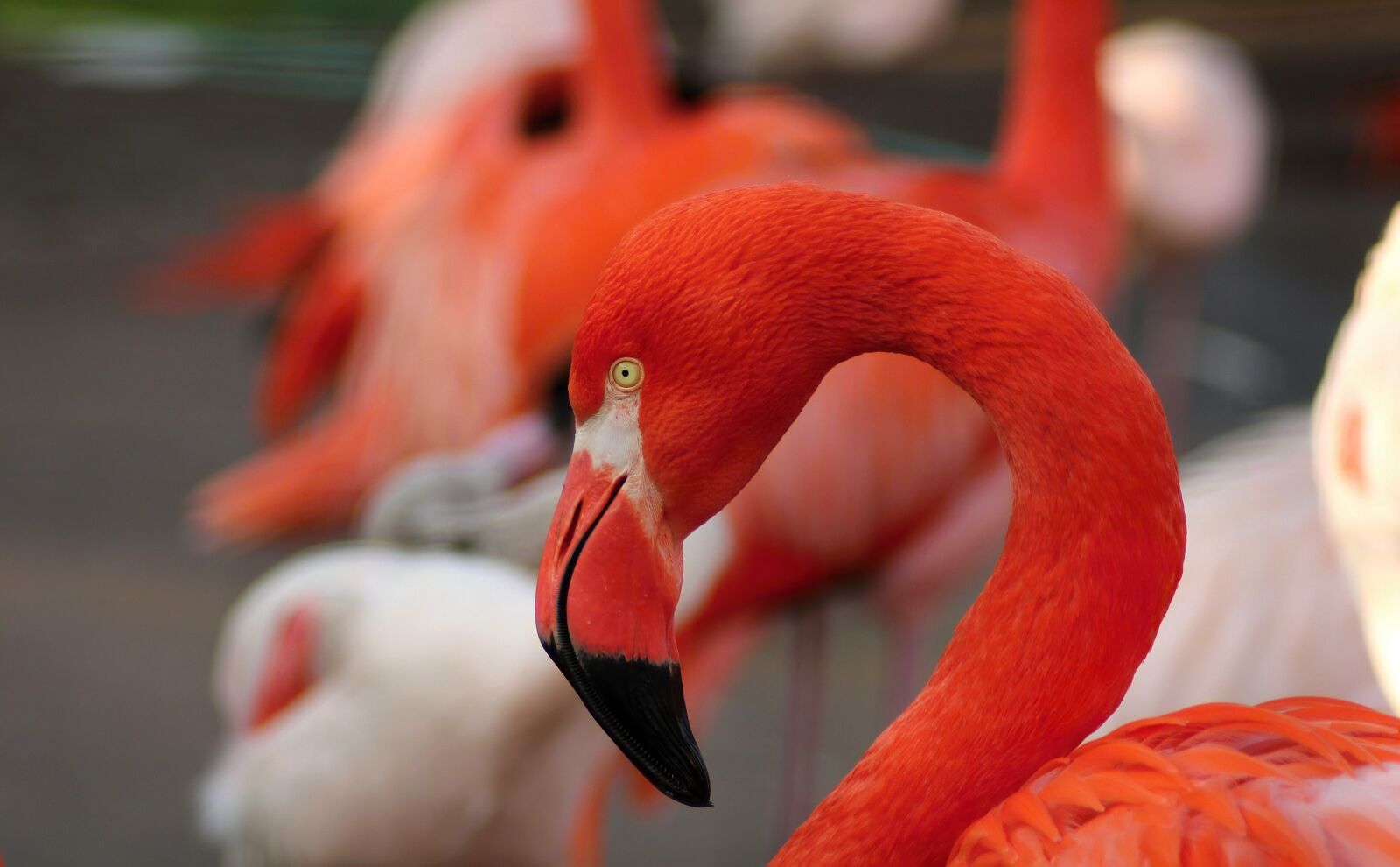 Canon EOS 650D (EOS Rebel T4i / EOS Kiss X6i) sample photo. Flamingos, birds, exotic photography