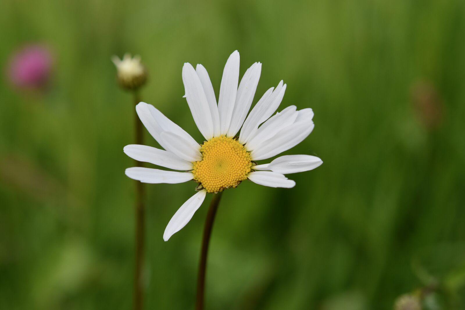 Nikon D5600 sample photo. Flower, marguerite, white petals photography