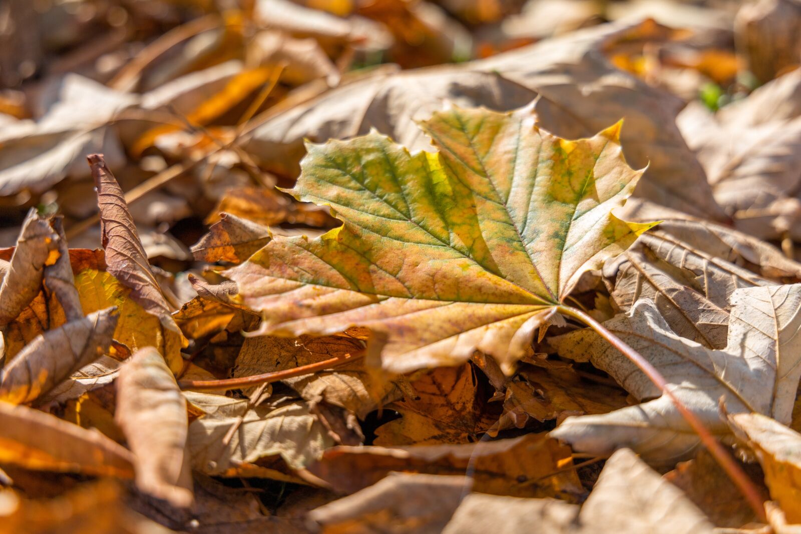 Canon EOS RP sample photo. Autumn, leaf, leaves photography