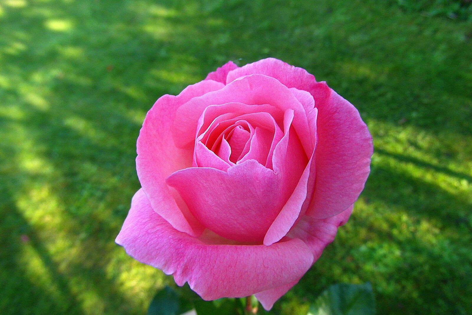 Samsung WB750 sample photo. Rose, flower, pink photography