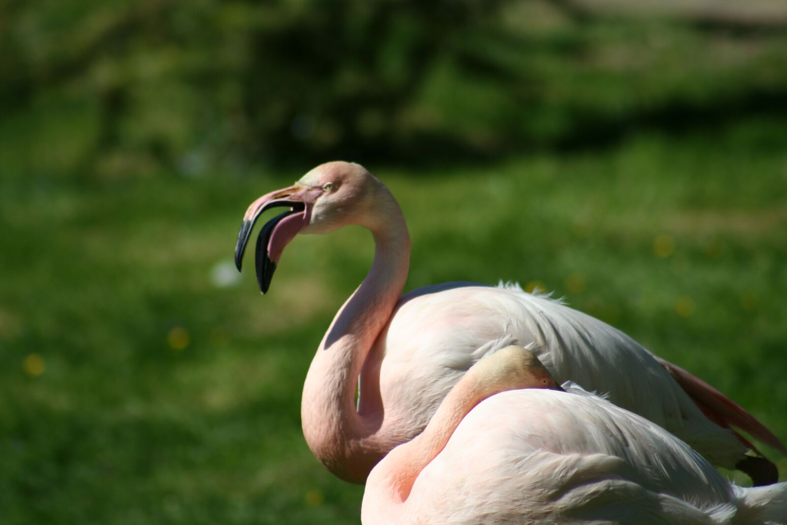 Canon EOS 350D (EOS Digital Rebel XT / EOS Kiss Digital N) sample photo. Flamingo, bird, animal photography