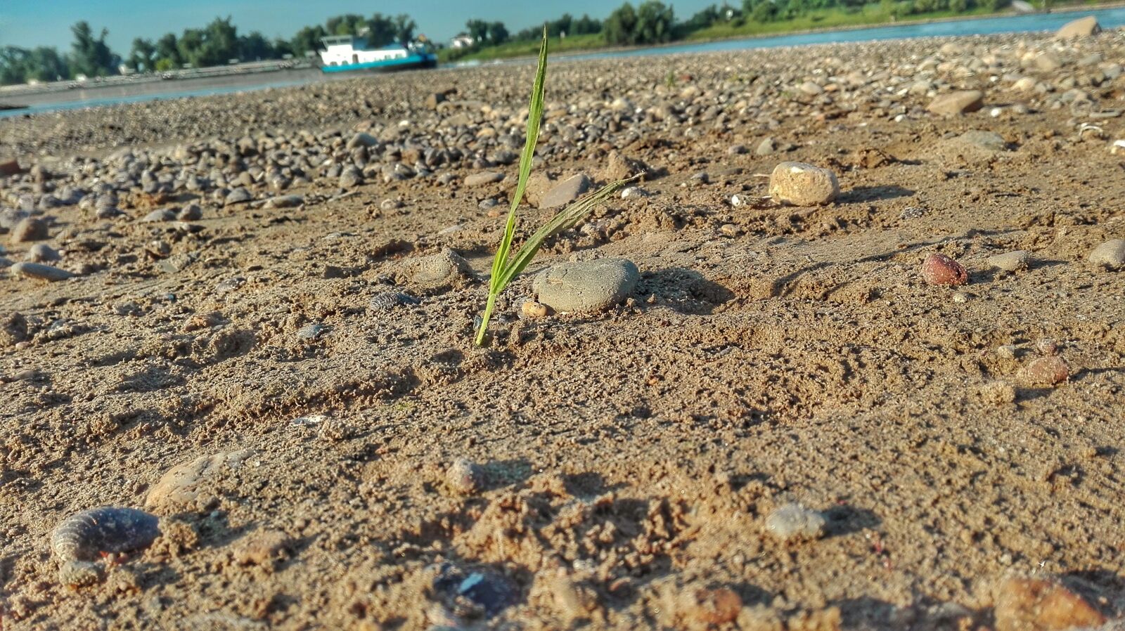 HUAWEI P8 Lite sample photo. Drought, hope, nature photography