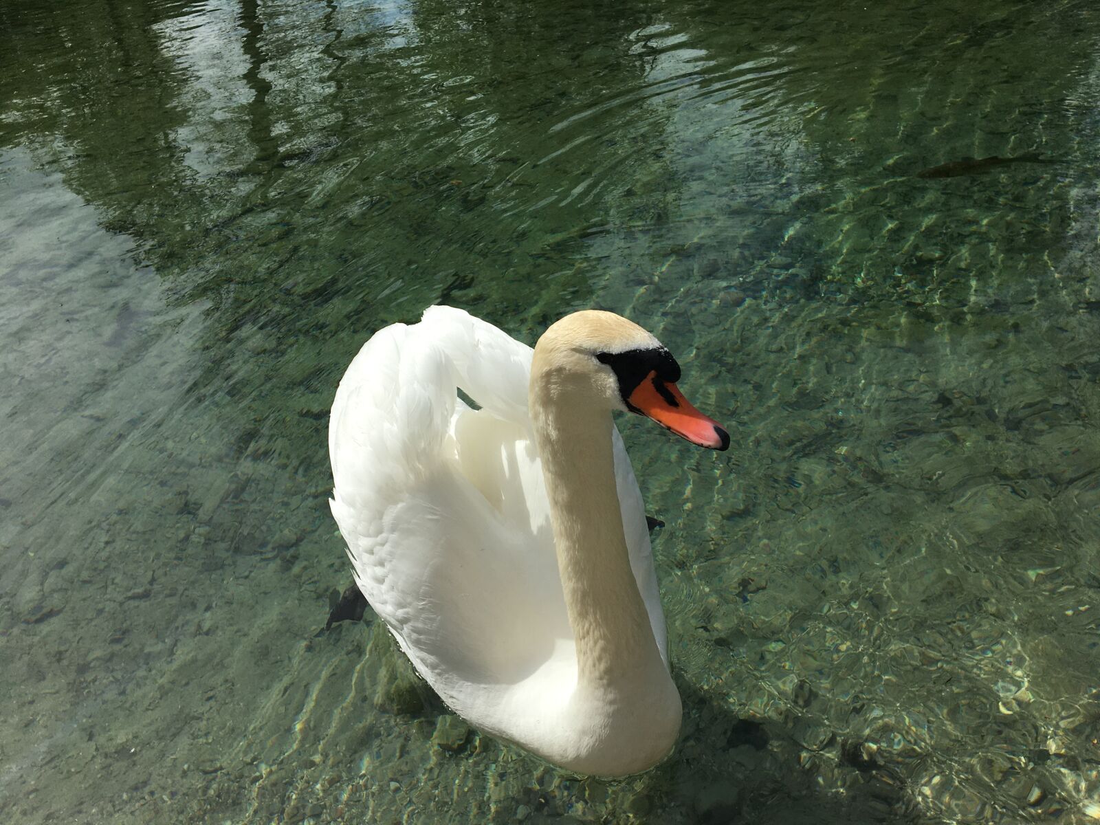 Apple iPhone 6s sample photo. Swan, bird, water photography