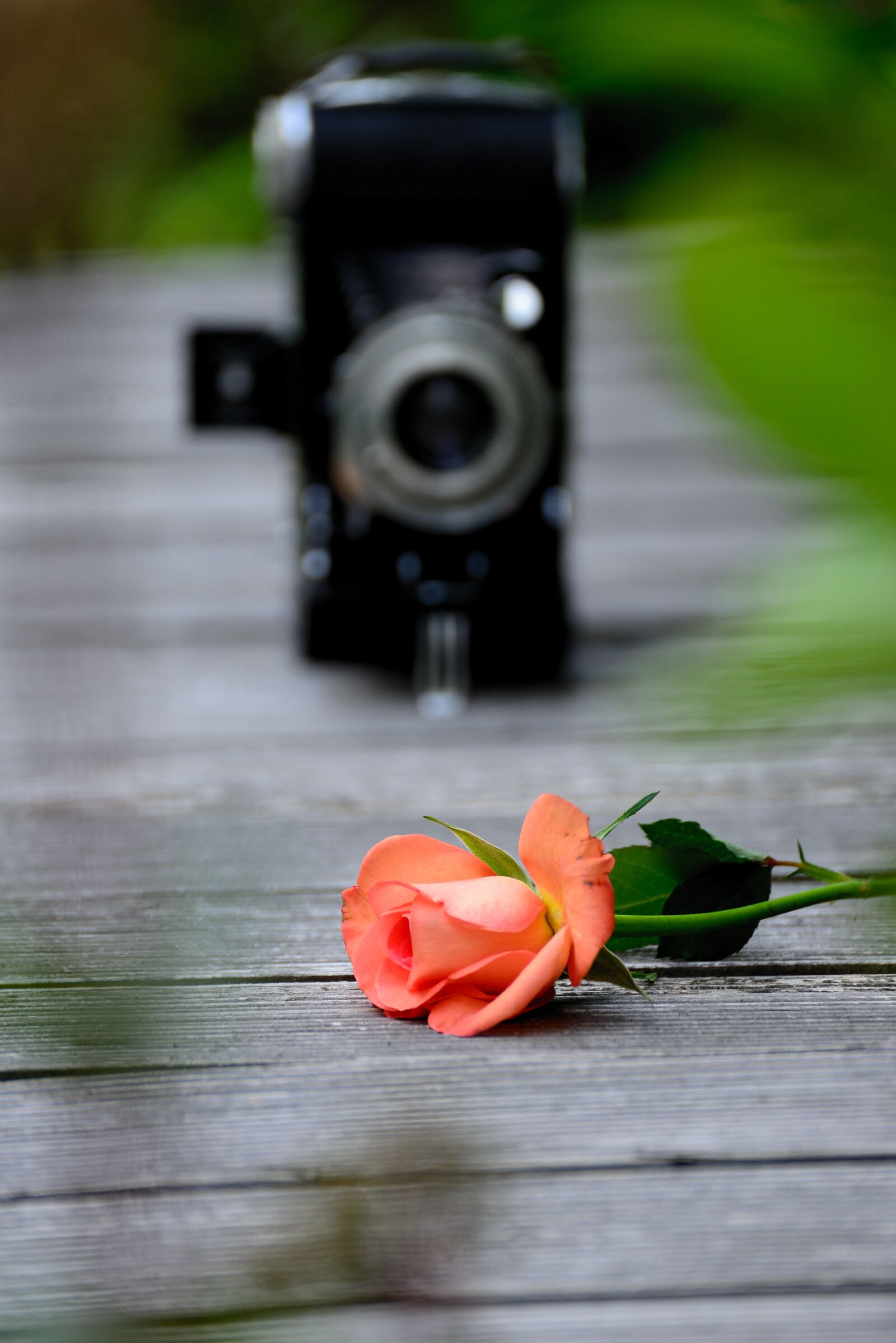 Nikon D610 sample photo. Rose, romantic, camera photography