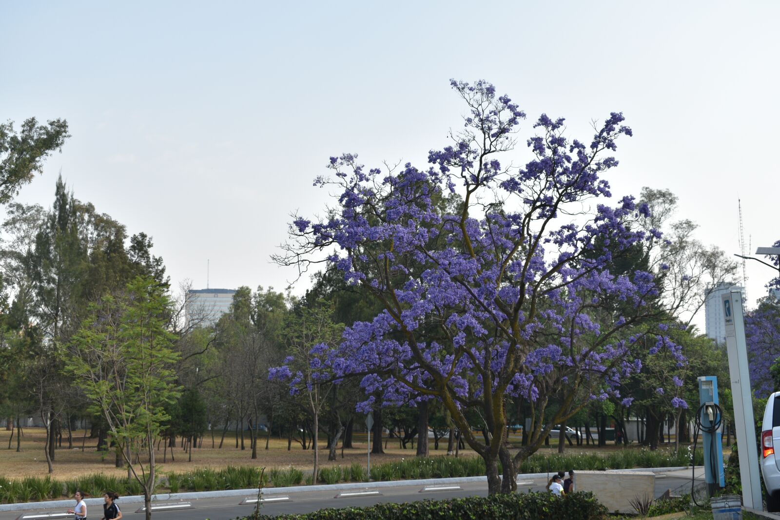 Nikon D3500 sample photo. Tree, chapultepec, nature photography