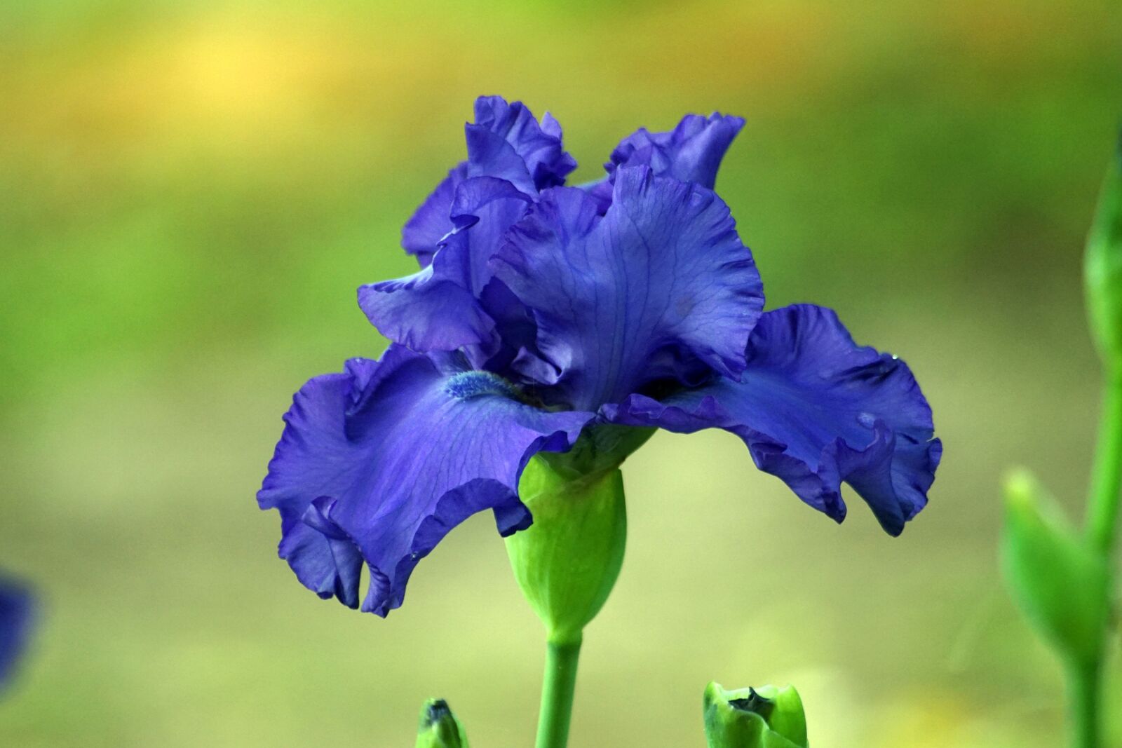 Sony ILCA-77M2 sample photo. Iris, flower, bloom photography